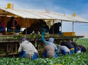 Fieldworkers harvesting broccoli