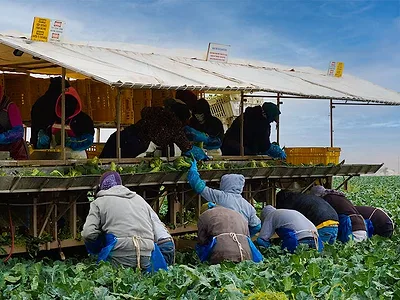 Fieldworkers harvesting broccoli