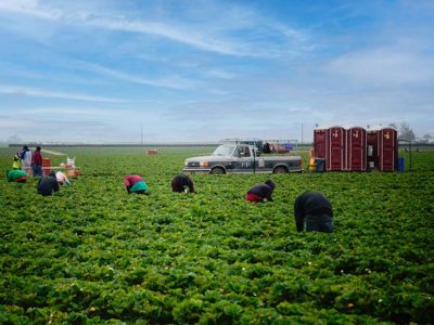 Fieldworkers in strawberry field
