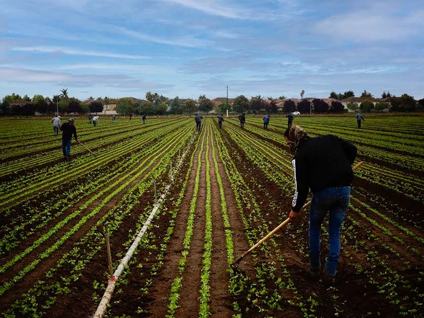 Fieldworkers weeding field with hoes