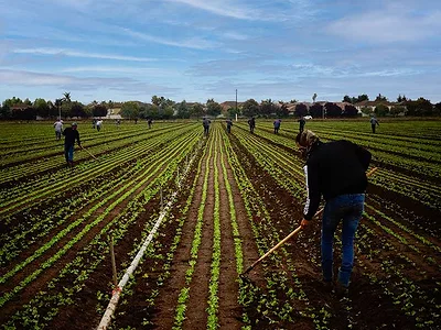 Fieldworkers weeding field with hoes