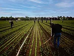 Fieldworkers weeding field with hoes