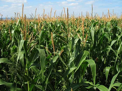 Corn