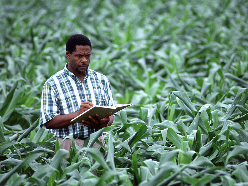 Crop scientist in a corn field