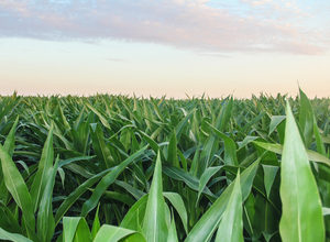 corn_field_mid_year.jpg