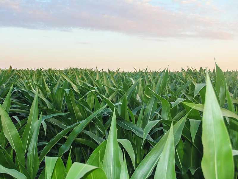 corn_field_mid_year.jpg