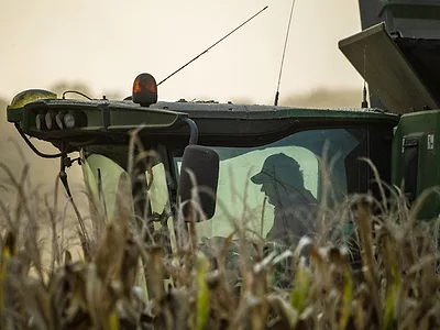 Corn harvest