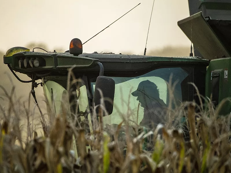 Corn harvest