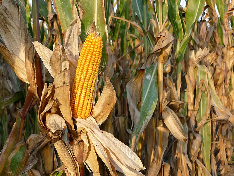 earofcorn_cornfield