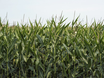 Corn