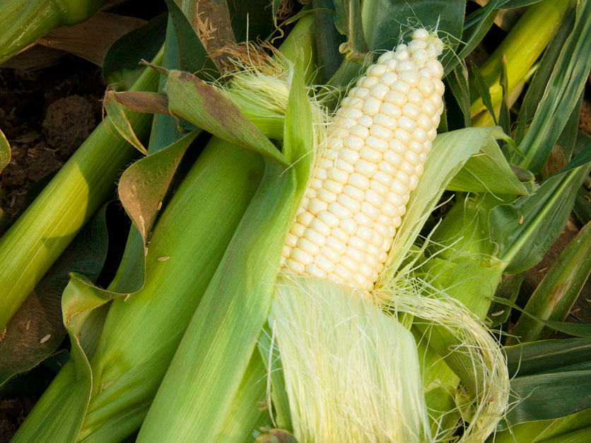Mexican argument that corn ban does no harm meets opposition | Agri ...