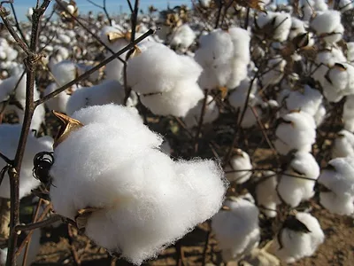 cotton closeup