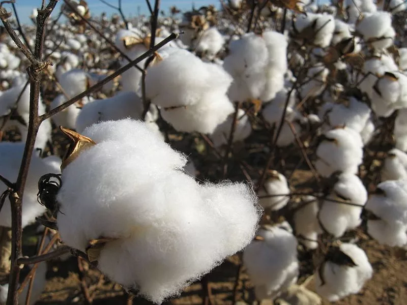 cotton closeup