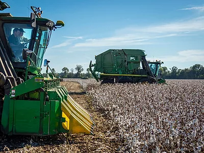 Cotton