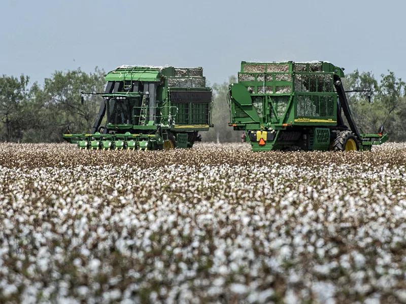 Cotton harvest