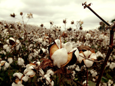 Cotton field