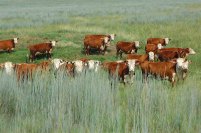 Three- to four-pasture rotation system in Texas