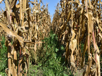 Corn and cover crops