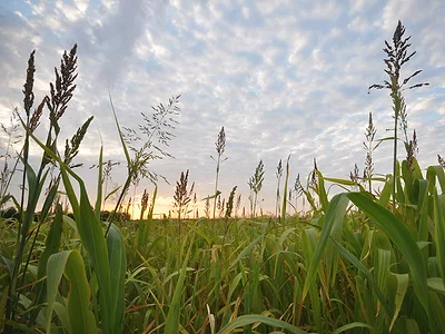 Cover crop
