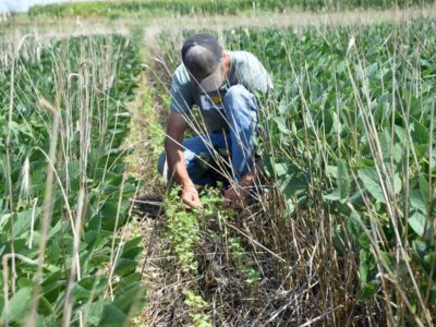 Farmer inspecting cover crops
