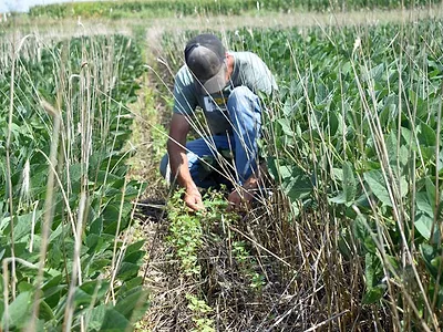 Farmer inspecting cover crops