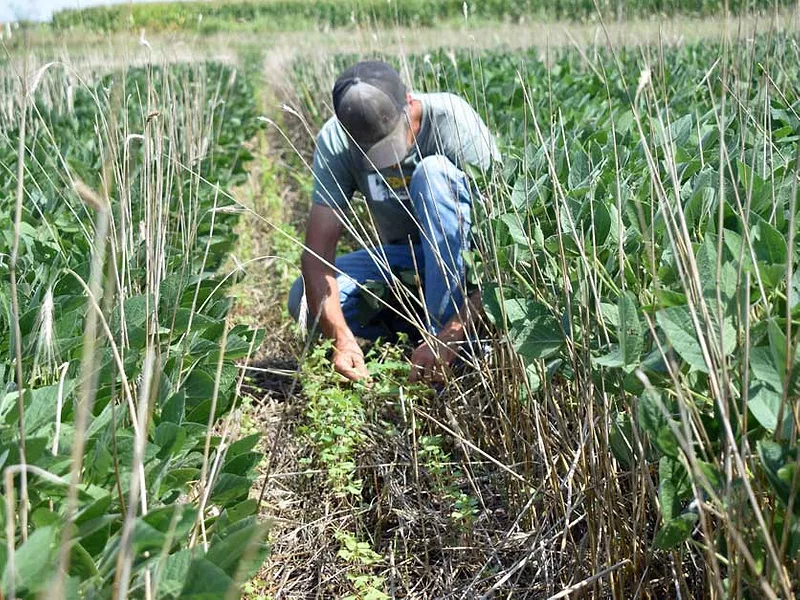 Farmer inspecting cover crops