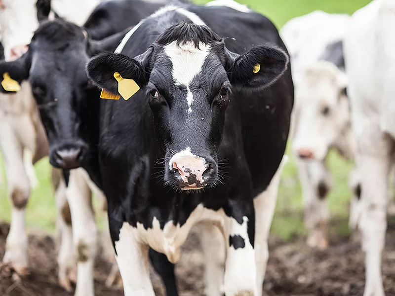 dairyCattle