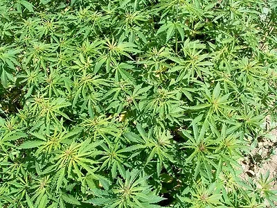hemp