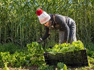 Organic_farmer_produce_harvest.jpg