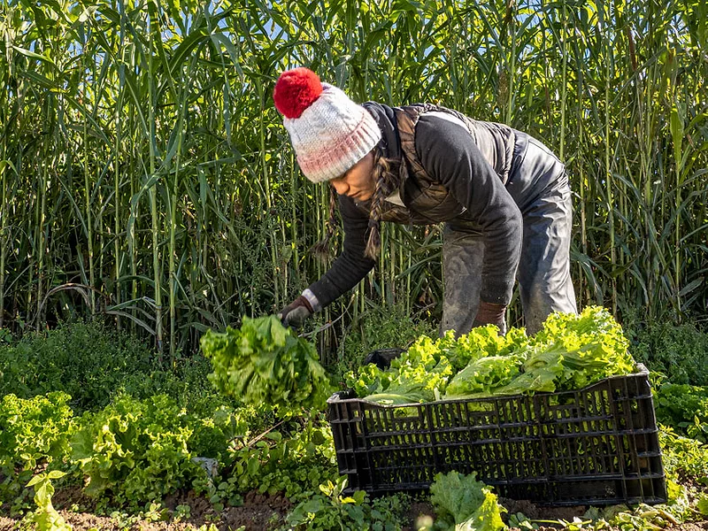 Organic_farmer_produce_harvest.jpg