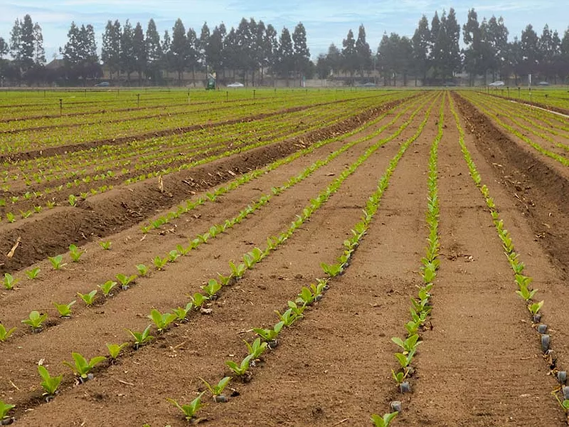 plantape_salinas_produce.jpg