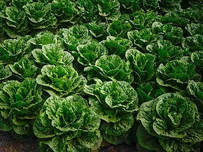 Heads of romaine