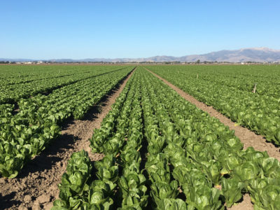 Romaine lettuce filed in Salinas valley