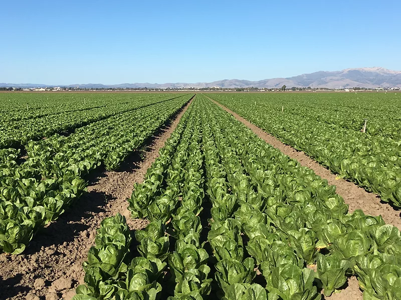 Romaine field
