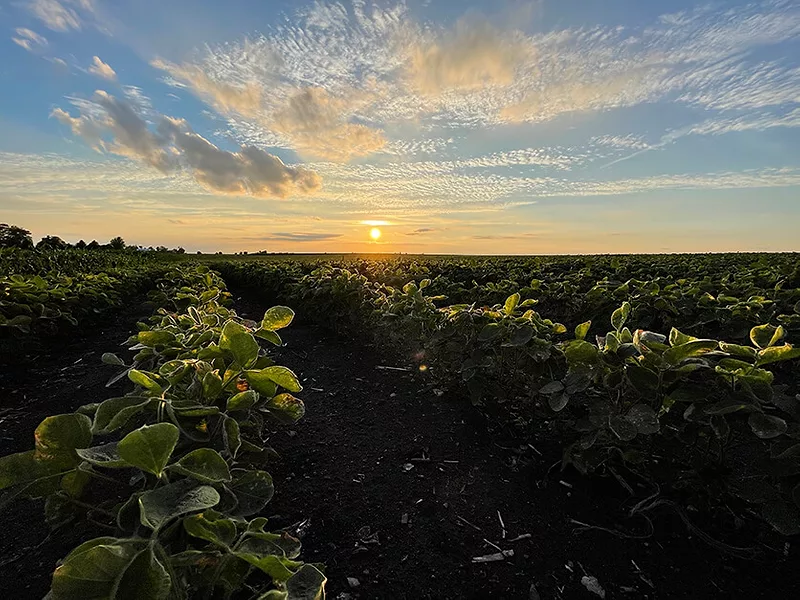Soybean Field 836x627 compressed