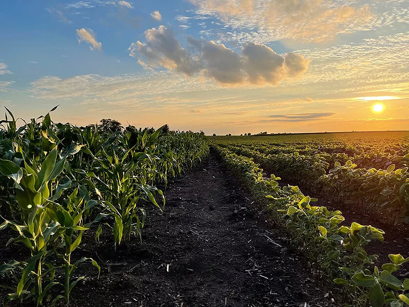 Corn and Soybean Field 836x627 compressed