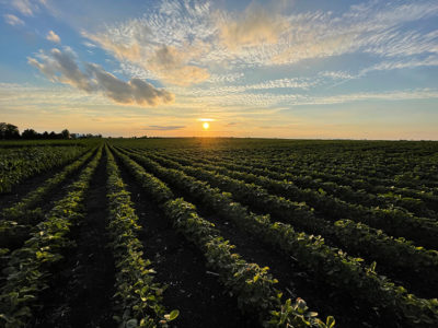 Soybean Field 1 836x627 compressed
