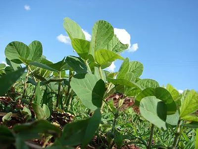 Soybean growing