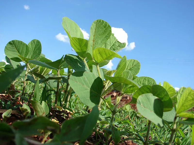 Soybean Growing