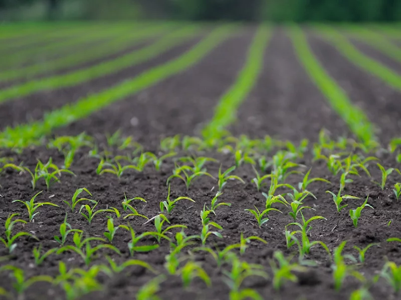 Salk Soybean photo
