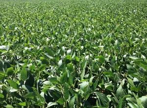 soybean field