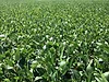 Soybean field1
