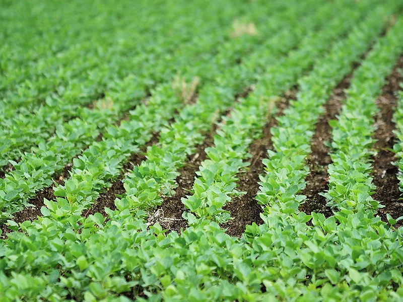 soybeans_field