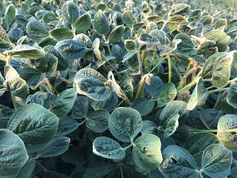 Soybean dicamba damage