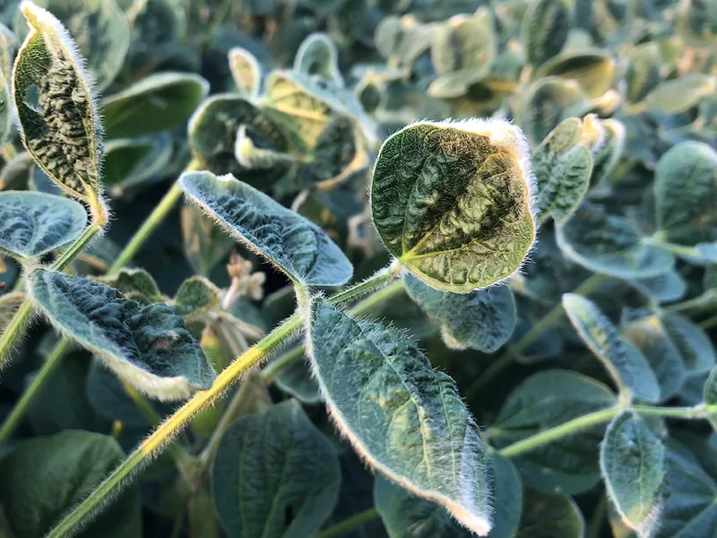Soybean dicamba damage