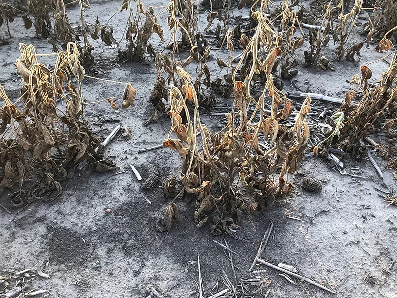 Soybean damage
