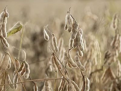 Soybeans