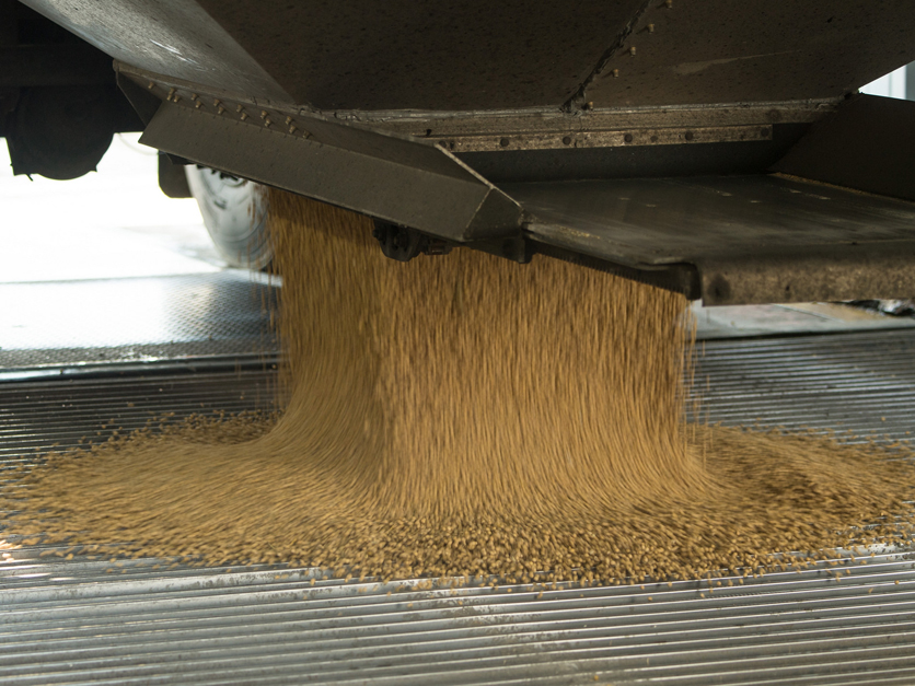 Soybeans unloading at grain elevator