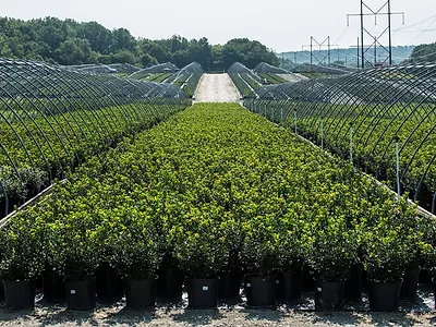 USDA_nursery.jpg