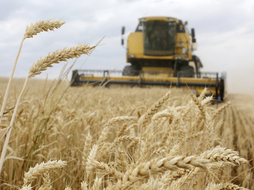 Ukraine wheat harvest FAO